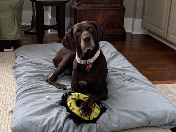 /images/uploads/southeast german shorthaired pointer rescue/segspcalendarcontest2019/entries/11404thumb.jpg